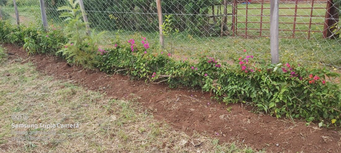  how to border your garden with fences and perimeter walls