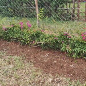 how to border your garden with fences and perimeter walls
