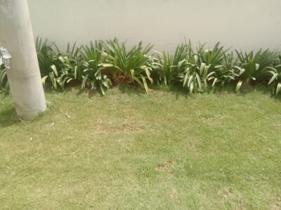 artificial grass vs natural grass in Kenya
